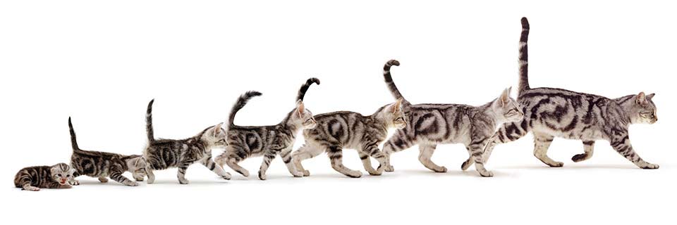 White Background Cats & Kittens