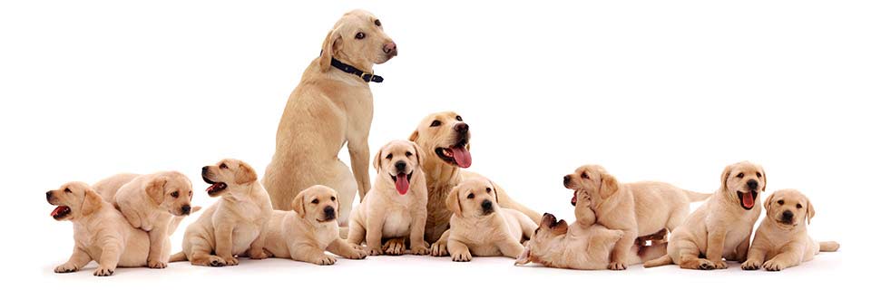 White Background Dogs & Puppies