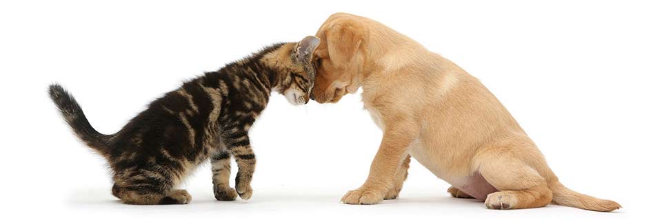 Cat & Dog Behaviour & Interaction