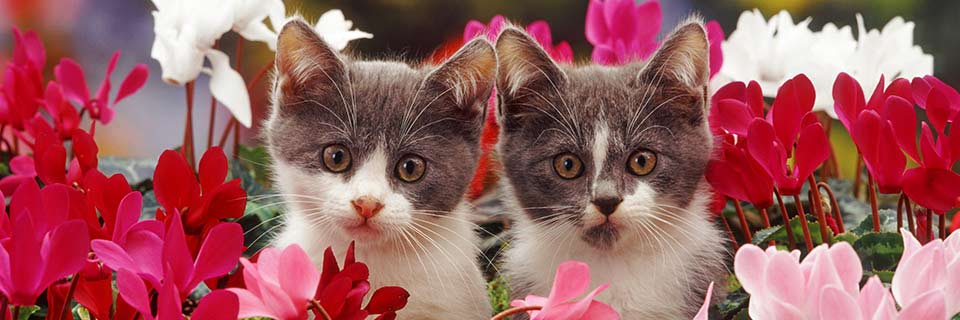 Flower Cats & Cute Dogs