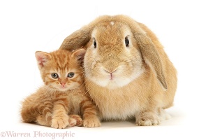Ginger kitten with sandy Lop rabbit
