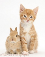Ginger kitten, 7 weeks old, and baby sandy Lop rabbit